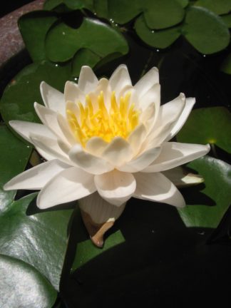 Nymphaea 'Walter Pagels' - Dwarf Water Lily