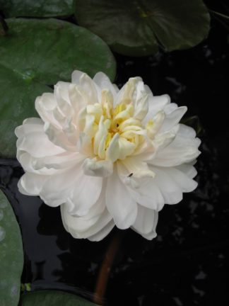 Nymphaea 'White 1000 Petals' - Large Water Lily