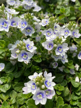 Veronica liwanensis x repens Snowmass® - Prostrate Speedwell (Non-native) - 1.25-Quart