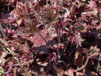 Heuchera villosa forma purpurea 'Palace Purple' - Mapleleaf Alumroot