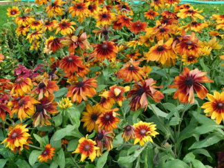 Rudbeckia hirta 'Autumn Colors' - Gloriosa Daisy - 1-Quart