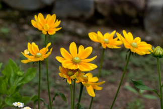 Rudbeckia hirta 'Prairie Sun' - Green-eyed Susan - 1.25-Quart