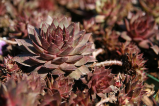 Sempervivum 'Red Beauty' - Hens & Chicks (Non-native) - 1-Quart