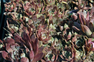 Sempervivum 'Silverine' - Hens & Chicks (Non-native) - 1-Quart