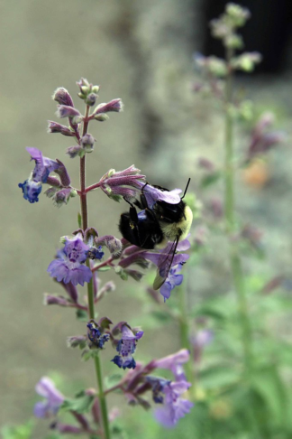 Nepeta ×faassenii 'Walker's Low' - Blue Catmint (Non-native) - 1-Quart