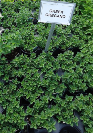 Origanum vulgare ssp. hirtum - Greek Oregano (Non-native) - 1-Quart