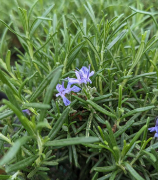 Rosmarinus officinalis 'Blue Spires' - Rosemary (Non-native) - 3-Quart