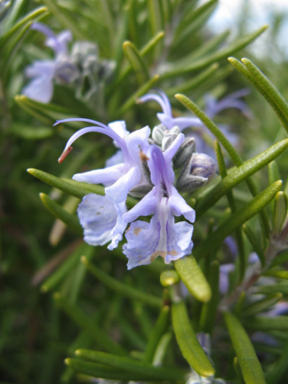 Rosmarinus officinalis 'Tuscan Blue' - Rosemary (Non-native)