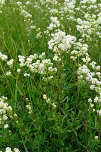 Galium boreale - Northern Bedstraw - 1.25-Quart