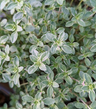 Thymus vulgaris 'Silver-edge' - English Thyme