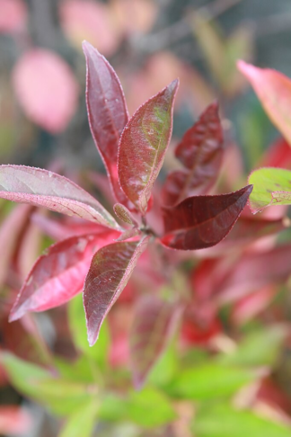 Itea virginica 'Merlot' - Dwarf Virginia Sweetspire