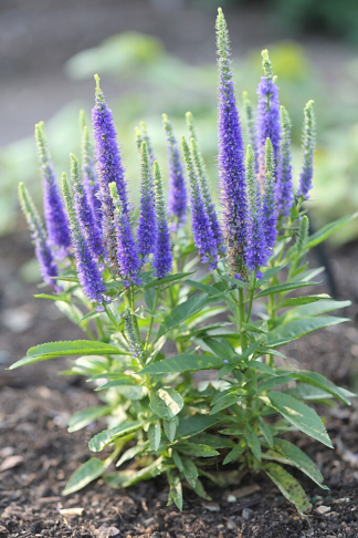 Veronica spicata 'Royal Candles' - Spike Speedwell (Non-native) - 5-Pint