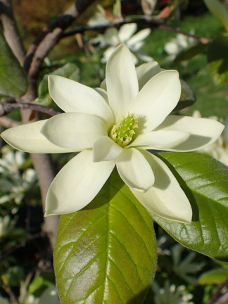 Magnolia x 'Gold Star' - 2-Gallon