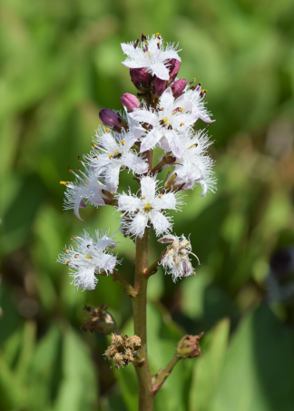 Menyanthes trifoliata - Bog Bean - 3-Quart