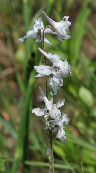 Delphinium carolinianum ssp. virescens - Prairie Larkspur - 1-Pint