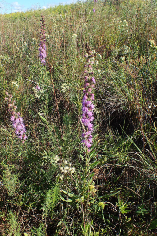 Liatris aspera - Rough Blazing Star - 1.25-Quart