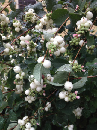 Symphoricarpos albus - Snowberry
