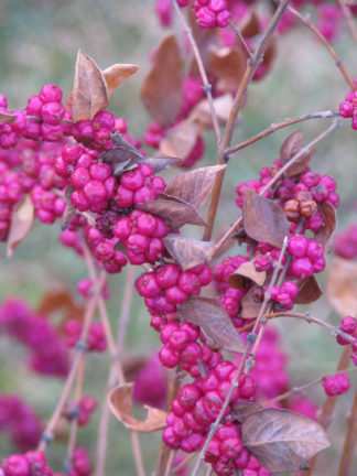 Symphoricarpos orbiculatus - Coralberry or Indian Currant - 2-Gallon