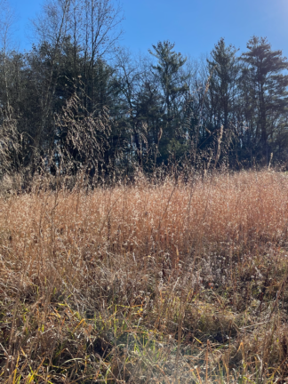 Tridens flavus - Purpletop - 1-Quart