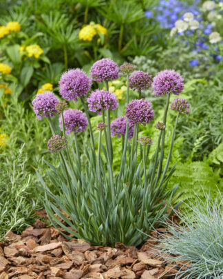 Allium 'Little Sapphire' - Ornamental Onion (Non-native) - 1.25-Quart