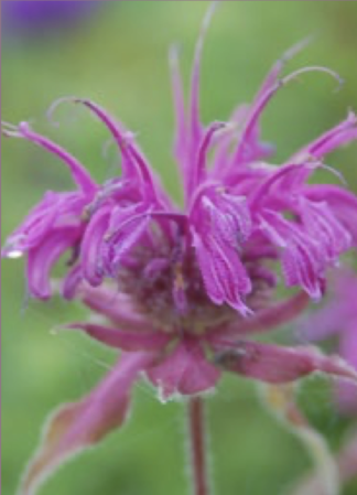 Monarda x 'Mojo' - Bee Balm