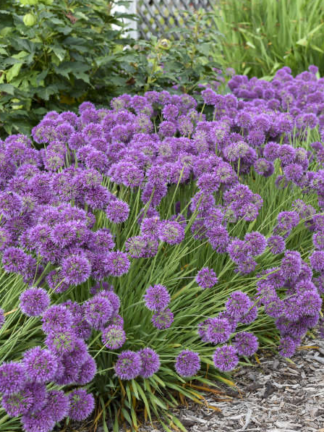 Allium 'Lavender Bubbles' - Ornamental Onion (Non-native) - 2-Quart