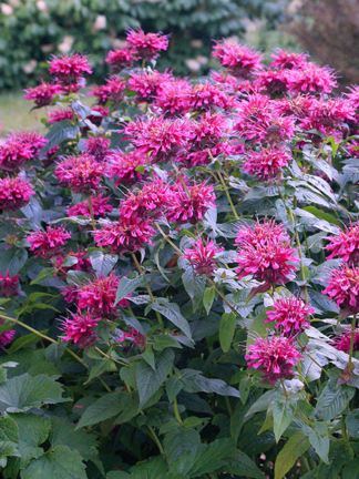 Monarda Grand Marshall™ - Bee Balm - 1-Quart