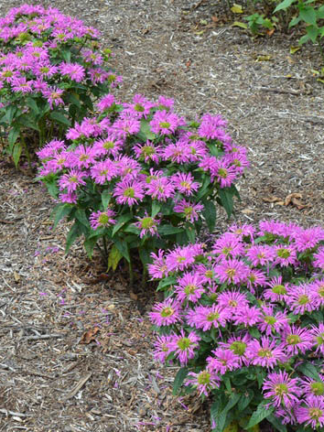 Monarda Grand Parade™ - Bee Balm - 1.25-Quart