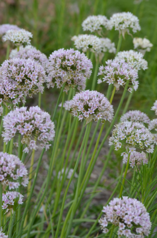Allium canadense var. lavendulare - Showy Wild Garlic - 1-Quart