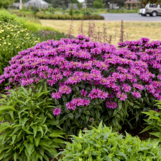 Monarda 'Lavender Taffeta' - Upscale™ Bee Balm
