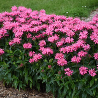 Monarda 'Pink Chenille' - Upscale™ Bee Balm