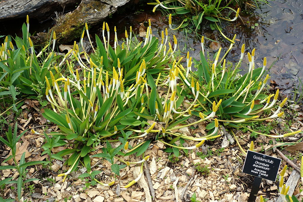 Orontium aquaticum - Golden Club - 1-Quart - Image 2