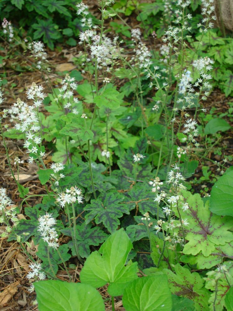Tiarella × 'Susquehanna' - Running Foamflower - 1.25-Quart