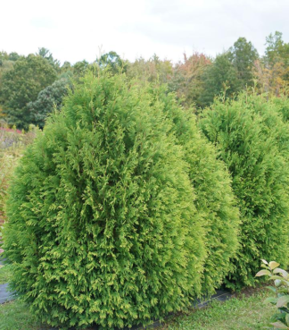 Thuja occidentalis Cheer Drops® - Arborvitae or Northern White-cedar - 3-Quart