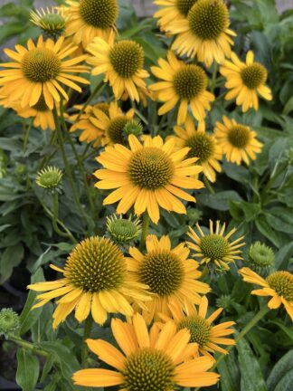 Echinacea Kismet™ Yellow - Coneflower - 5-Pint