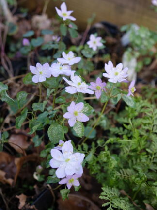 Thalictrum thalictroides forma rosea - Pink Rue-anemone - 1-Pint