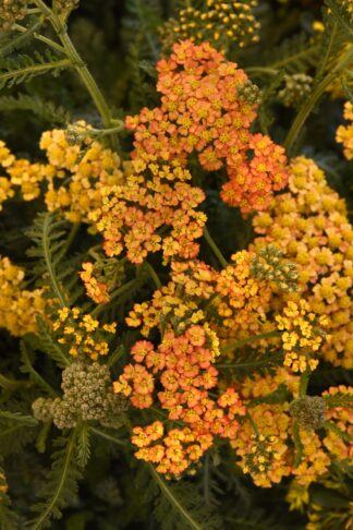 Achillea Milly Rock™ Yellow Terracotta - Yarrow (Non-native) - 1-Quart
