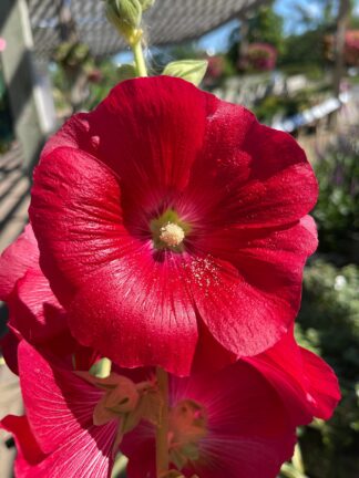 Alcea rosea Spotlight™ Mars Magic - Common Hollyhock (Non-native) - 2-Quart