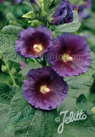 Alcea rosea Spotlight™ Purple Rain - Common Hollyhock (Non-native) - 2-Quart