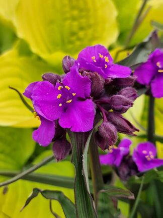 Tradescantia ×andersoniana 'Brainstorm' - Spiderwort - 5-Pint