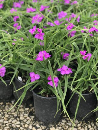Tradescantia ×andersoniana 'Concord Grape' - Spiderwort - 0.5-Pint