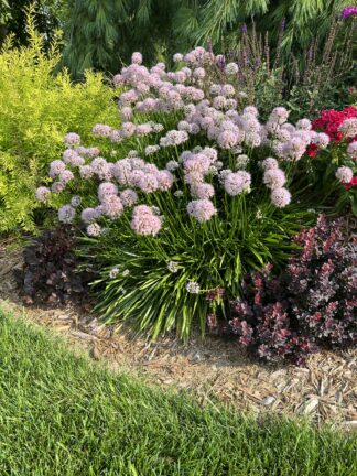 Allium lusitanicum ‘Summer Beauty’- European Mountain Garlic (Non-native) - 1.25-Quart