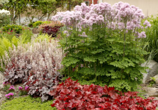 Thalictrum aquilegiifolium Nimbus™ Pink - Columbine Meadow-rue (Non-native) - 1.5-Pint
