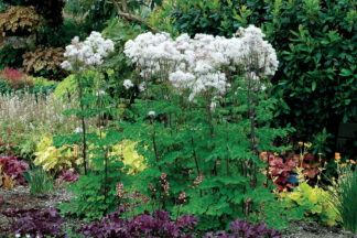 Thalictrum aquilegiifolium Nimbus™ White - Columbine Meadow-rue (Non-native) - 1.5-Pint