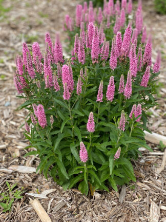 Veronica longifolia 'Skyward Pink'- Longleaf Speedwell (Non-native) - 5-Pint