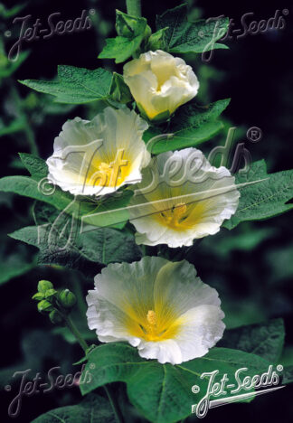 Alcea rosea Spotlight™ Polarstar - Common Hollyhock (Non-native) - 2-Quart