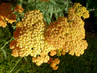 Achillea 'Terracotta'  - Common Yarrow (Non-native) - 5-Pint