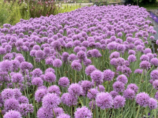 Allium 'New Moon' - Ornamental Onion (Non-native) - 1-Quart