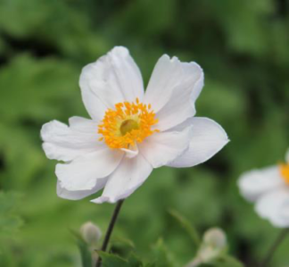 Anemone hybrida 'Elfin Swan' - Windflower (Non-native) - 1.25-Quart