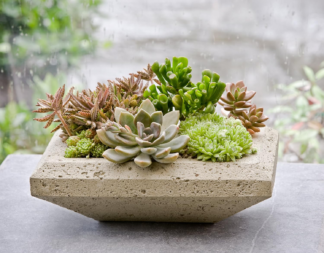 Nyssa Planter